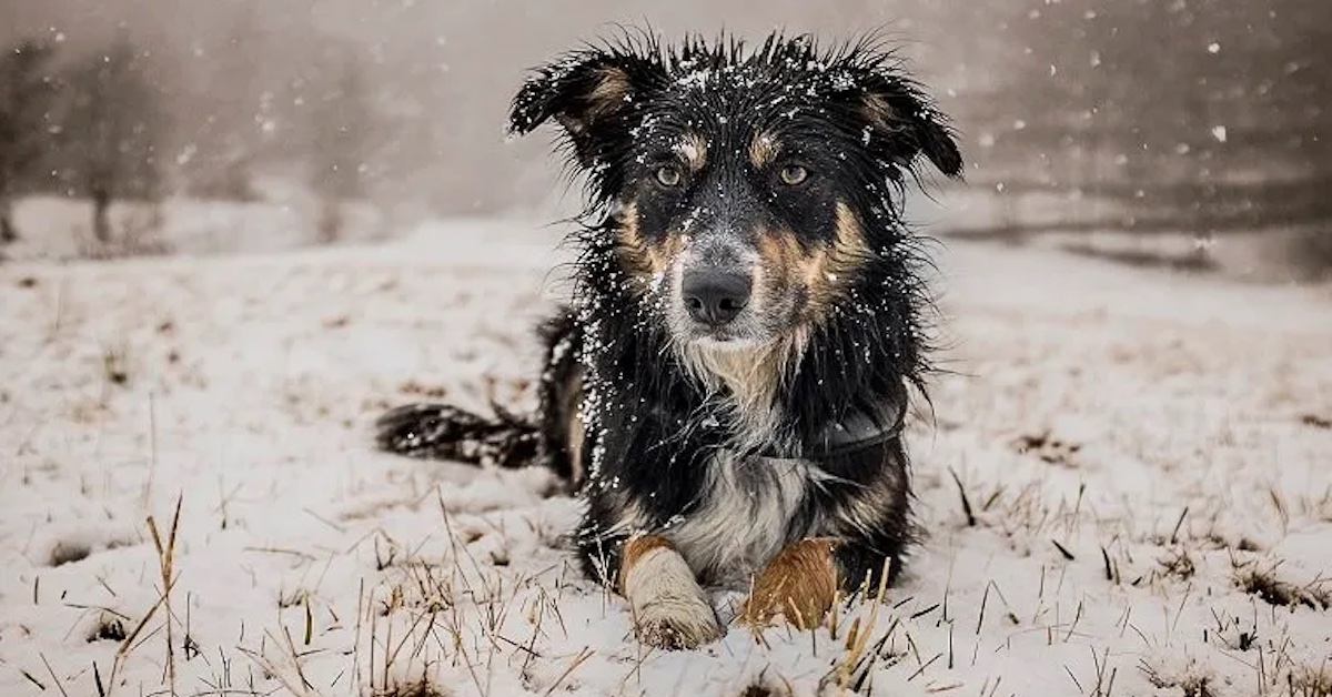 An image of a dog in the snow