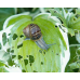 Ferramol Snail Bait - Biogrow (1kg)
