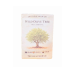 Wild Olive Tree Bonsai Grow Kit Wild Olive Tree Bonsai Grow Kit