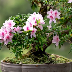 Hibiscus Sabdariffa Bonsai Grow Kit