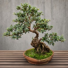 Wild Olive Tree Bonsai Grow Kit Wild Olive Tree Bonsai Grow Kit