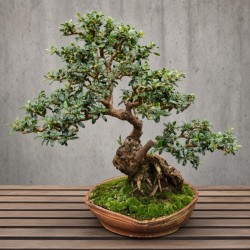 Wild Olive Tree Bonsai Grow Kit