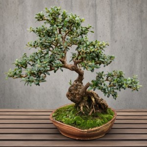 Wild Olive Tree Bonsai Grow Kit Wild Olive Tree Bonsai Grow Kit