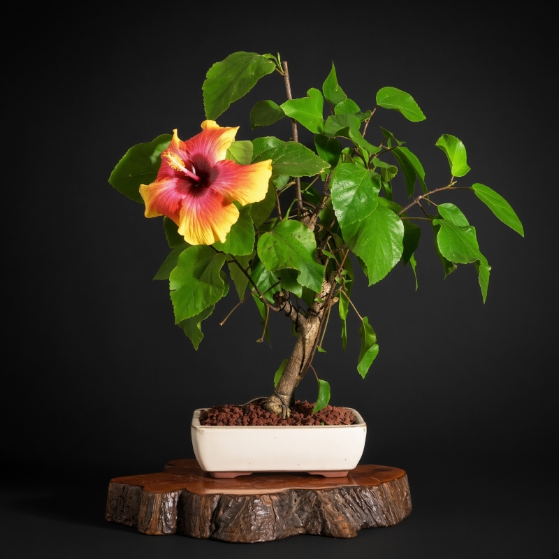 Hibiscus Sabdariffa Bonsai Image 1