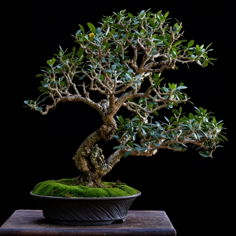 Wild Olive Bonsai Kit Image 4
